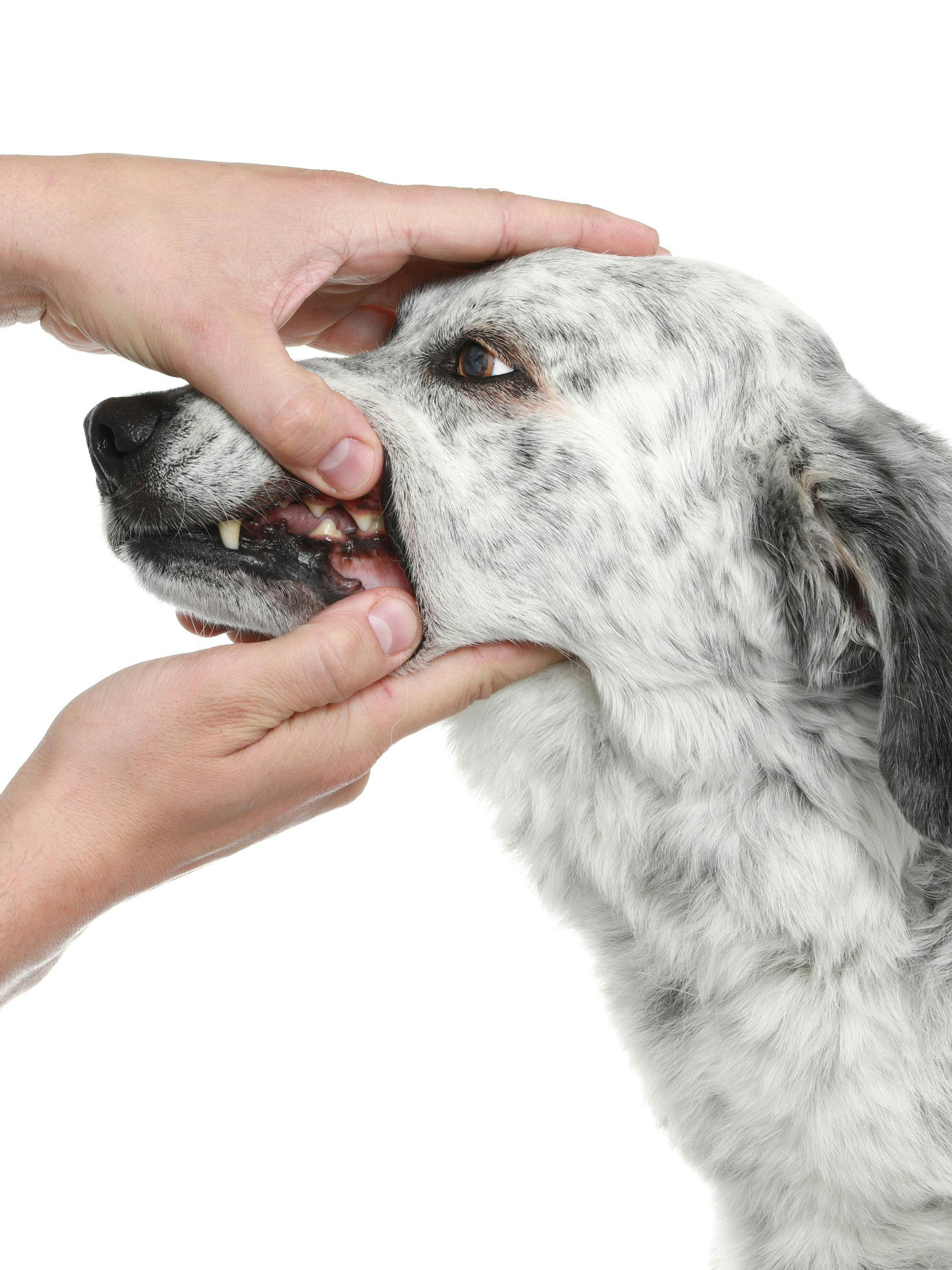 Hund Zahnkontrolle