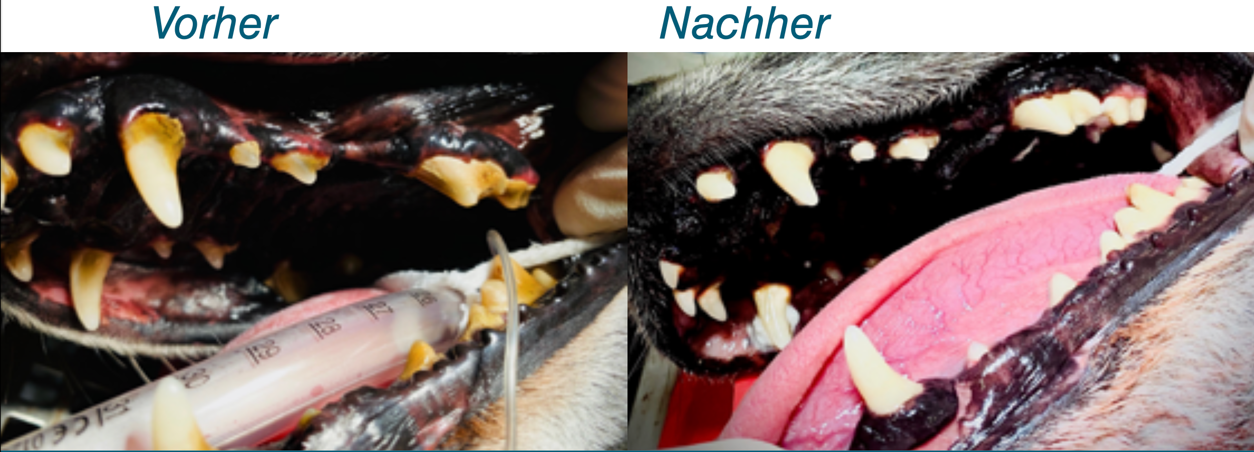 Maulhöhlensanierung vorher - nachher Vergleich